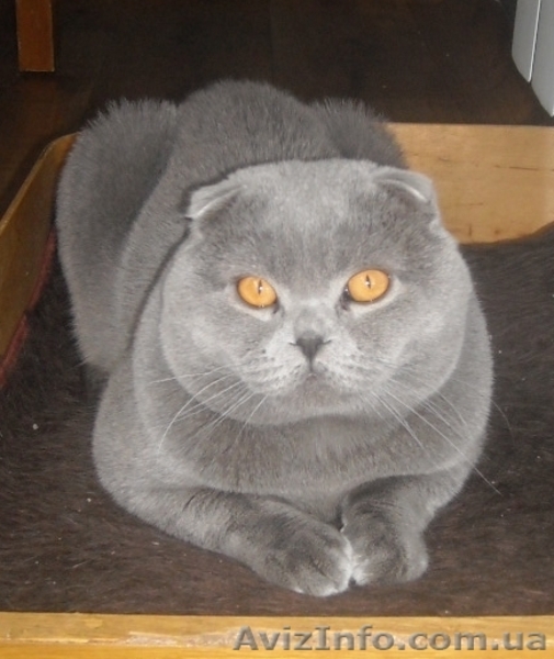 Британские  прямоухие котята. - <ro>Изображение</ro><ru>Изображение</ru> #5, <ru>Объявление</ru> #684997