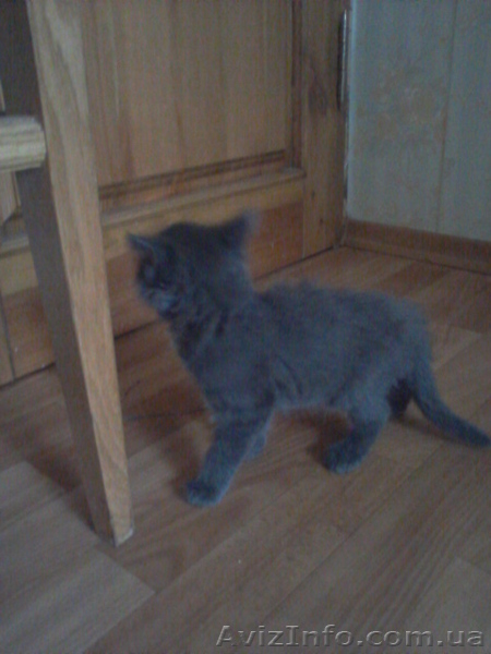 Отдам пепельных пушистиков в добрые руки - <ro>Изображение</ro><ru>Изображение</ru> #4, <ru>Объявление</ru> #683043