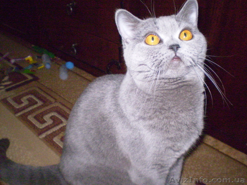 Британские  прямоухие котята. - <ro>Изображение</ro><ru>Изображение</ru> #6, <ru>Объявление</ru> #684997