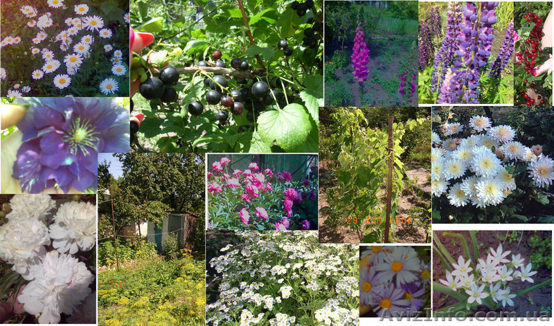 Продам дачу на левобережном-3 - <ro>Изображение</ro><ru>Изображение</ru> #3, <ru>Объявление</ru> #728757