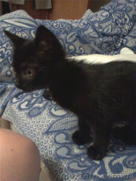 Отдам чёрного полупушистого котёнка, мальчик 3 мес. - <ro>Изображение</ro><ru>Изображение</ru> #3, <ru>Объявление</ru> #717953
