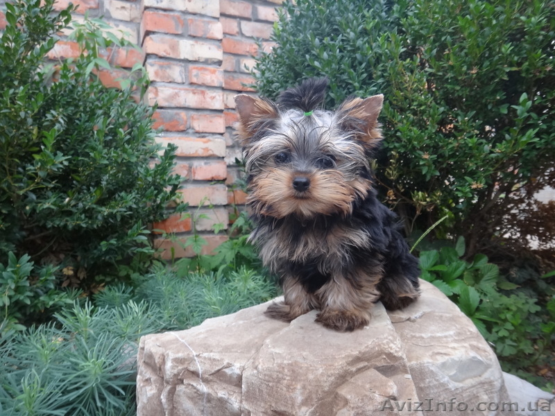 щенок,йорк,йоркширский терьер - <ro>Изображение</ro><ru>Изображение</ru> #3, <ru>Объявление</ru> #706801