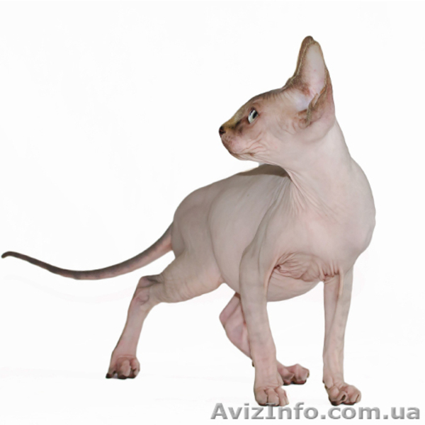 Вязка. Канадский сфинкс. - <ro>Изображение</ro><ru>Изображение</ru> #3, <ru>Объявление</ru> #702061