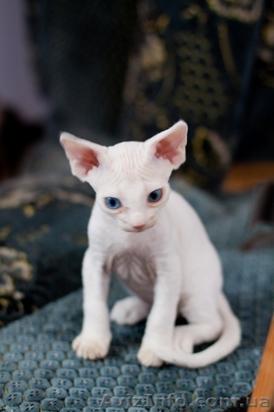 Котенок шоу-класса породы девон-рекс , Днепропетровск - <ro>Изображение</ro><ru>Изображение</ru> #3, <ru>Объявление</ru> #708103