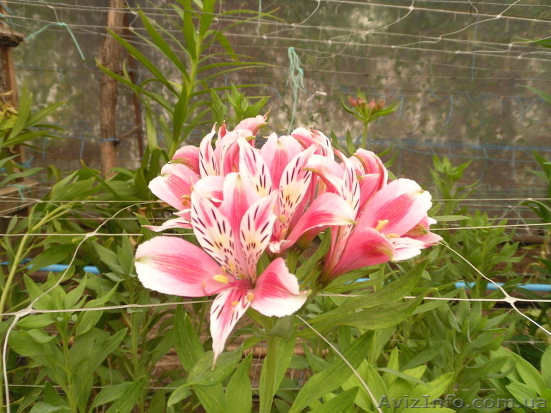 Продам саженцы альстрамерии(делёнка) - <ro>Изображение</ro><ru>Изображение</ru> #9, <ru>Объявление</ru> #746826