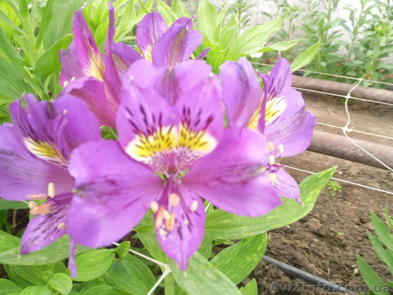 Продам саженцы альстрамерии(делёнка) - <ro>Изображение</ro><ru>Изображение</ru> #6, <ru>Объявление</ru> #746826