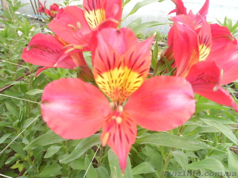 Продам саженцы альстрамерии(делёнка) - <ro>Изображение</ro><ru>Изображение</ru> #7, <ru>Объявление</ru> #746826