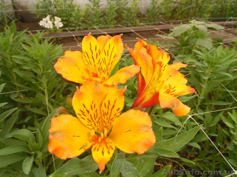Продам саженцы альстрамерии(делёнка) - <ro>Изображение</ro><ru>Изображение</ru> #8, <ru>Объявление</ru> #746826