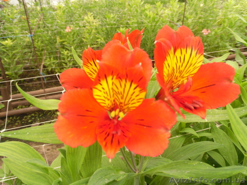 Продам саженцы альстрамерии(делёнка) - <ro>Изображение</ro><ru>Изображение</ru> #5, <ru>Объявление</ru> #746826