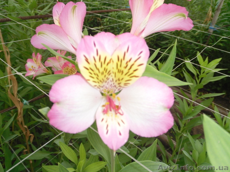Продам саженцы альстрамерии(делёнка) - <ro>Изображение</ro><ru>Изображение</ru> #3, <ru>Объявление</ru> #746826