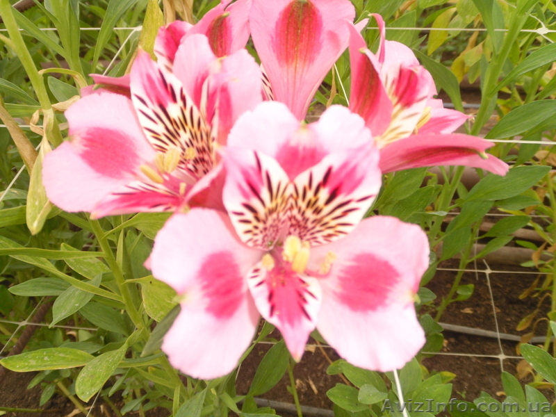 Продам саженцы альстрамерии(делёнка) - <ro>Изображение</ro><ru>Изображение</ru> #4, <ru>Объявление</ru> #746826