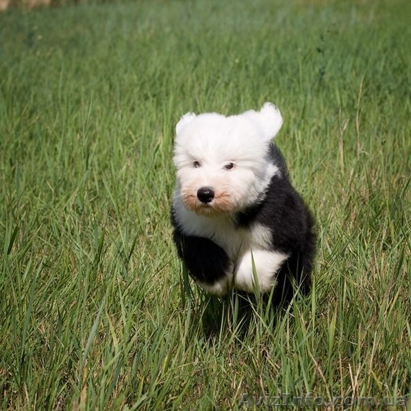 Щенки бобтейла. - <ro>Изображение</ro><ru>Изображение</ru> #3, <ru>Объявление</ru> #733105