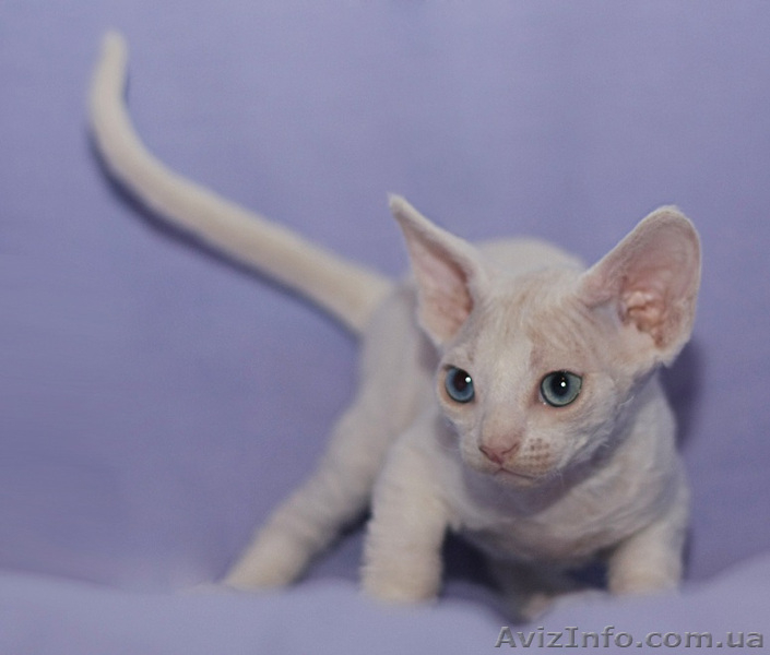 Котенок шоу-класса породы девон-рекс , Днепропетровск - <ro>Изображение</ro><ru>Изображение</ru> #5, <ru>Объявление</ru> #708103