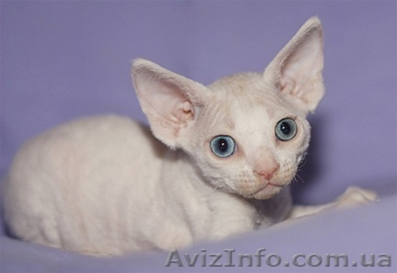 Котенок шоу-класса породы девон-рекс , Днепропетровск - <ro>Изображение</ro><ru>Изображение</ru> #4, <ru>Объявление</ru> #708103