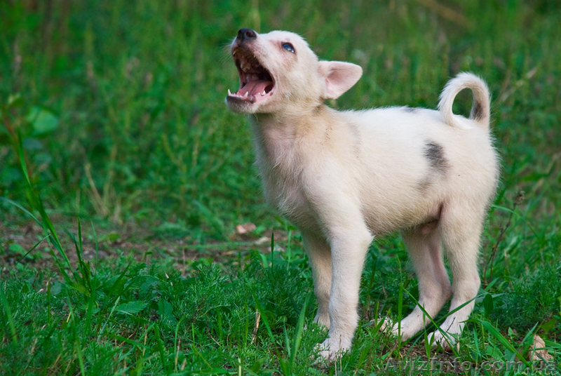 Паф, маленький щенок, ждет своих любимых хозяев! - <ro>Изображение</ro><ru>Изображение</ru> #3, <ru>Объявление</ru> #756419