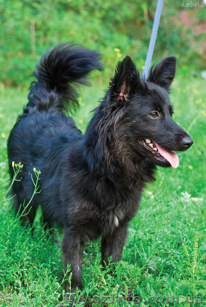 Чапа, маленькая собачка, ищет свой дом! - <ro>Изображение</ro><ru>Изображение</ru> #3, <ru>Объявление</ru> #753055