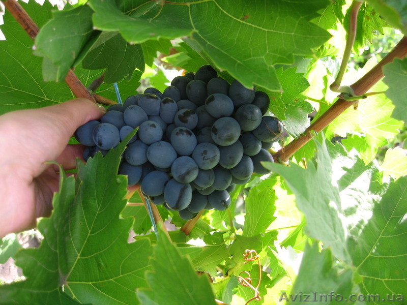 Продам дачу в живописном тихом месте - <ro>Изображение</ro><ru>Изображение</ru> #3, <ru>Объявление</ru> #750873