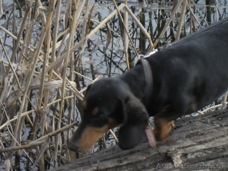 Собаки для случки!!!! - <ro>Изображение</ro><ru>Изображение</ru> #3, <ru>Объявление</ru> #755913