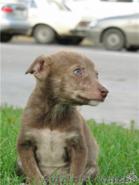 Отдам в добрые руки щеночков (будут небольшими)!!! - <ro>Изображение</ro><ru>Изображение</ru> #3, <ru>Объявление</ru> #782804