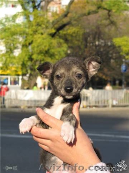 Отдам в добрые руки щеночков (будут небольшими)!!! - <ro>Изображение</ro><ru>Изображение</ru> #4, <ru>Объявление</ru> #782804