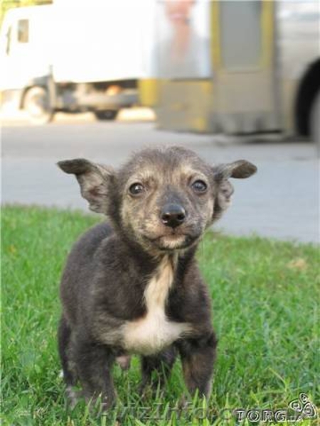 Отдам в добрые руки щеночков (будут небольшими)!!! - <ro>Изображение</ro><ru>Изображение</ru> #5, <ru>Объявление</ru> #782804