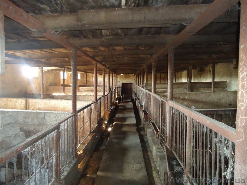 Продам свинокомплекс и дом в Солонянском районе. - <ro>Изображение</ro><ru>Изображение</ru> #3, <ru>Объявление</ru> #778435