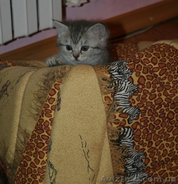 Кошечка окрас вискас - <ro>Изображение</ro><ru>Изображение</ru> #3, <ru>Объявление</ru> #769986