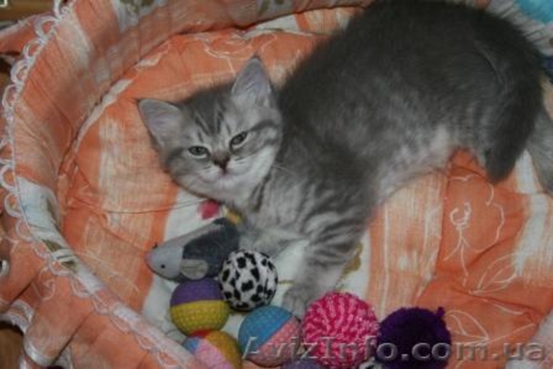 Кошечка окрас вискас - <ro>Изображение</ro><ru>Изображение</ru> #2, <ru>Объявление</ru> #769986