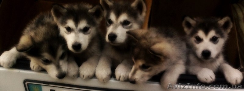 Аляскинский маламут, щенки - <ro>Изображение</ro><ru>Изображение</ru> #3, <ru>Объявление</ru> #776781