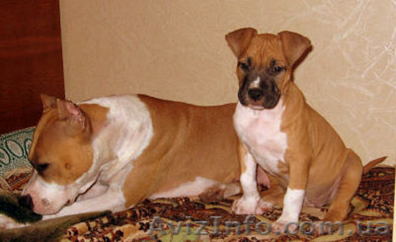  щенок амстаффа - <ro>Изображение</ro><ru>Изображение</ru> #4, <ru>Объявление</ru> #755240