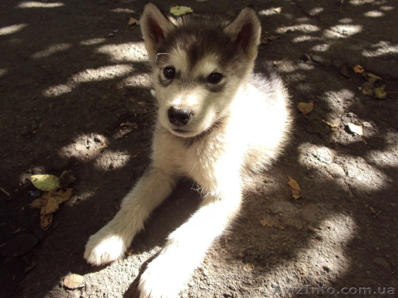 Аляскинский маламут, щенки - <ro>Изображение</ro><ru>Изображение</ru> #4, <ru>Объявление</ru> #776781