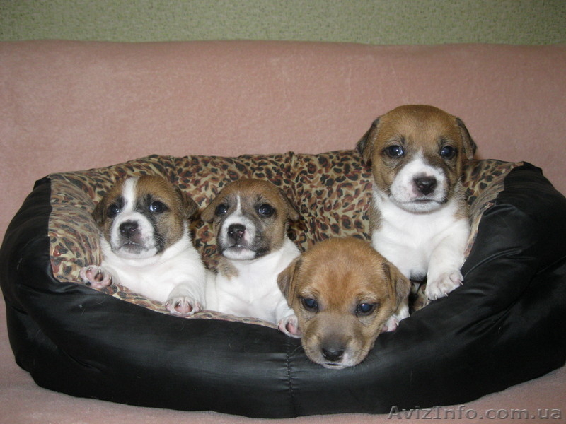 продам щенков Джек-Рассел терьера - <ro>Изображение</ro><ru>Изображение</ru> #3, <ru>Объявление</ru> #775496