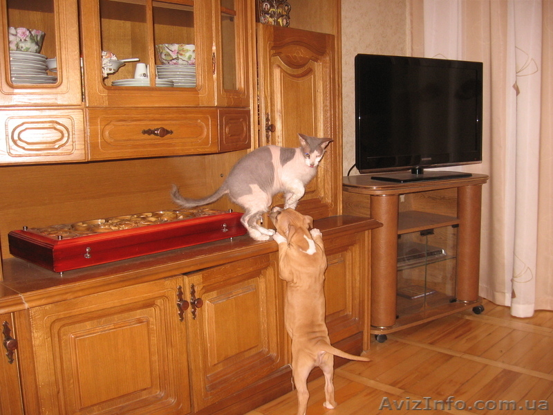  щенок амстаффа - <ro>Изображение</ro><ru>Изображение</ru> #3, <ru>Объявление</ru> #755240