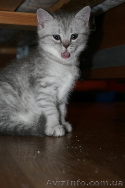 Котята окрас вискас - <ro>Изображение</ro><ru>Изображение</ru> #3, <ru>Объявление</ru> #768703