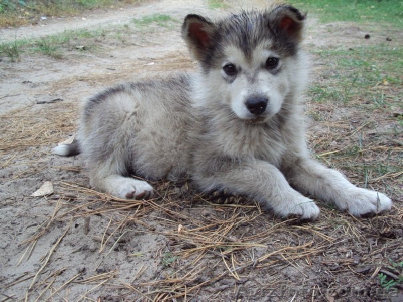 Аляскинский маламут, щенки - <ro>Изображение</ro><ru>Изображение</ru> #5, <ru>Объявление</ru> #776781