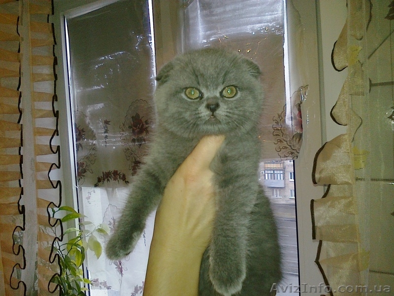 Шотландские вислоухие  котята. - <ro>Изображение</ro><ru>Изображение</ru> #4, <ru>Объявление</ru> #297937