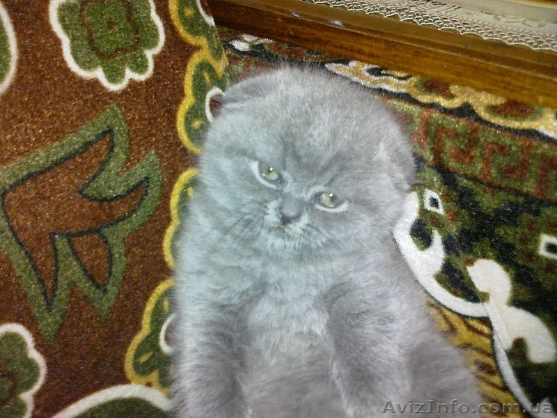 Шотландские вислоухие  котята. - <ro>Изображение</ro><ru>Изображение</ru> #5, <ru>Объявление</ru> #297937