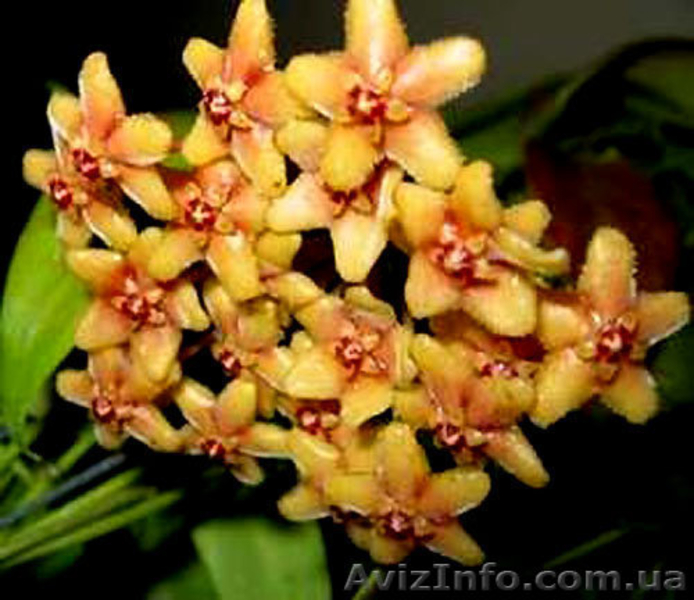  Хойа Каличина, Белла, Флавида. - <ro>Изображение</ro><ru>Изображение</ru> #9, <ru>Объявление</ru> #787499