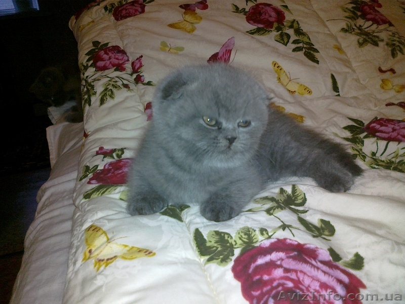 Шотландские вислоухие  котята. - <ro>Изображение</ro><ru>Изображение</ru> #6, <ru>Объявление</ru> #297937