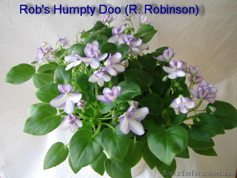 Детки сортовых фиалок 5 - 10 грн. - <ro>Изображение</ro><ru>Изображение</ru> #6, <ru>Объявление</ru> #786333