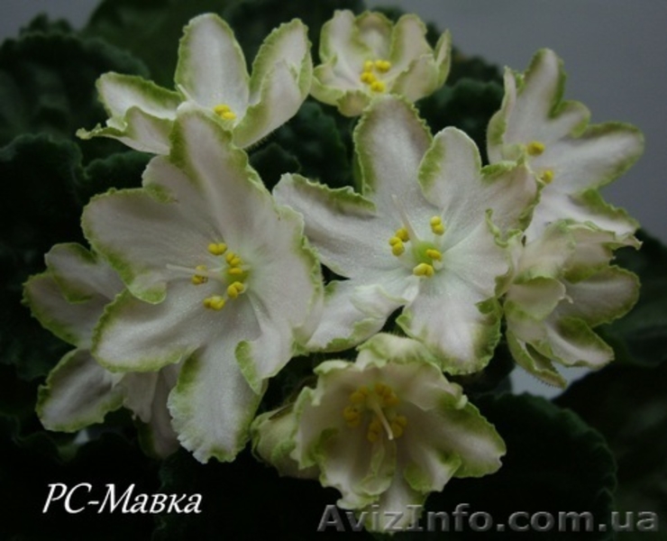 Детки сортовых фиалок 5 - 10 грн. - <ro>Изображение</ro><ru>Изображение</ru> #9, <ru>Объявление</ru> #786333