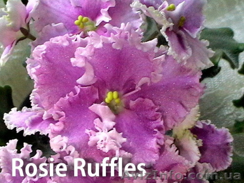 Детки сортовых фиалок 5 - 10 грн. - <ro>Изображение</ro><ru>Изображение</ru> #5, <ru>Объявление</ru> #786333