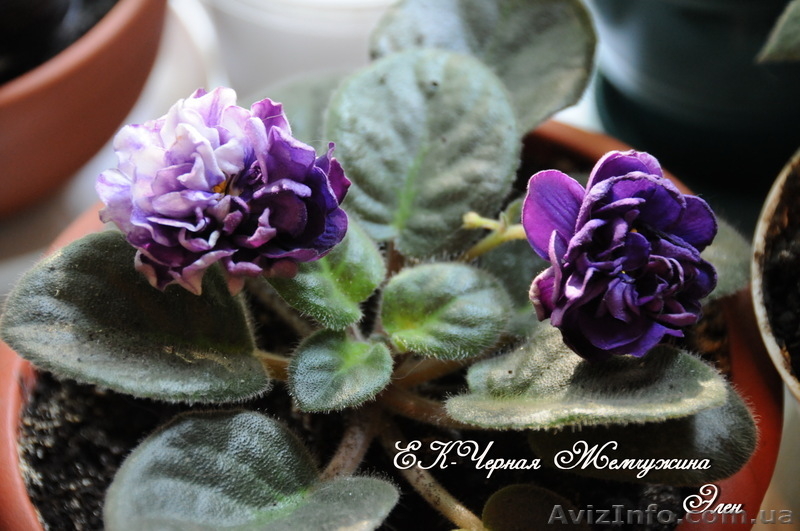 Детки сортовых фиалок 5 - 10 грн. - <ro>Изображение</ro><ru>Изображение</ru> #4, <ru>Объявление</ru> #786333