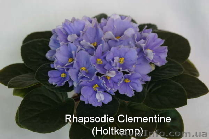 Детки сортовых фиалок 5 - 10 грн. - <ro>Изображение</ro><ru>Изображение</ru> #8, <ru>Объявление</ru> #786333