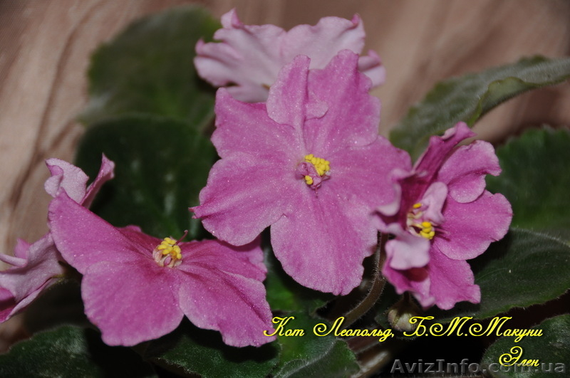 Детки сортовых фиалок 5 - 10 грн. - <ro>Изображение</ro><ru>Изображение</ru> #10, <ru>Объявление</ru> #786333