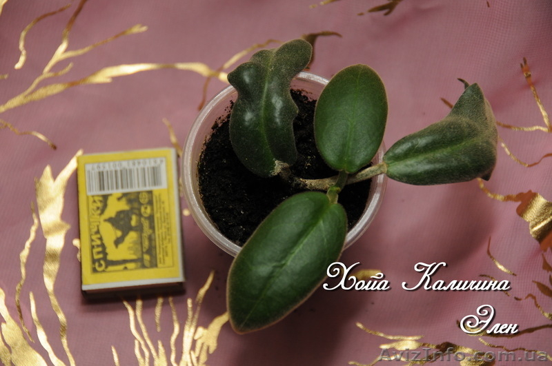  Хойа Каличина, Белла, Флавида. - <ro>Изображение</ro><ru>Изображение</ru> #3, <ru>Объявление</ru> #787499