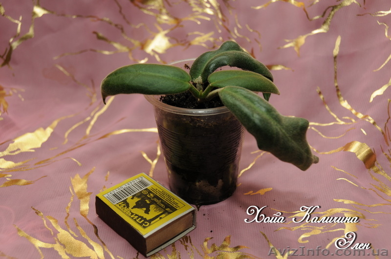  Хойа Каличина, Белла, Флавида. - <ro>Изображение</ro><ru>Изображение</ru> #4, <ru>Объявление</ru> #787499