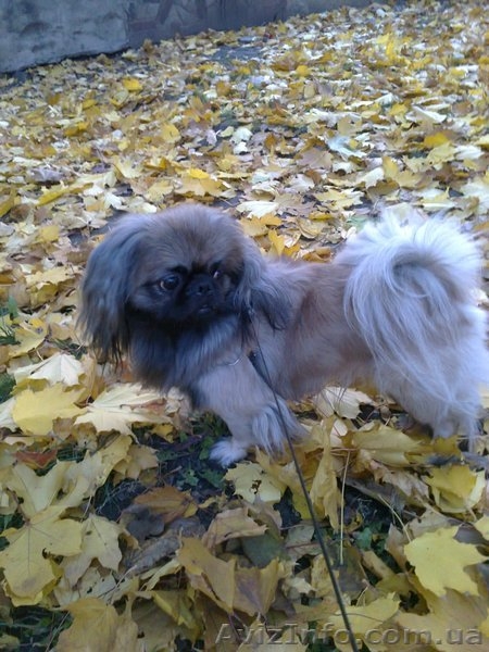 Симпатичный пекинес ( кобель ) ищет невесту ( сучку )  для вязки - <ro>Изображение</ro><ru>Изображение</ru> #3, <ru>Объявление</ru> #792594