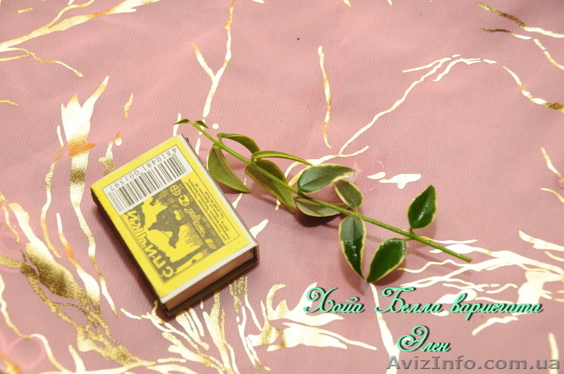  Хойа Каличина, Белла, Флавида. - <ro>Изображение</ro><ru>Изображение</ru> #5, <ru>Объявление</ru> #787499