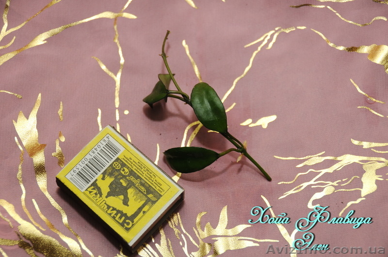  Хойа Каличина, Белла, Флавида. - <ro>Изображение</ro><ru>Изображение</ru> #8, <ru>Объявление</ru> #787499